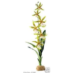  Exo Terra Terrarium Rainforest Plant Spider Orchid 
