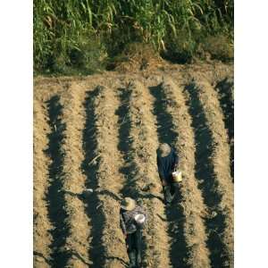  Farmers Plant Corn in the Dry Atacama Soil Premium 