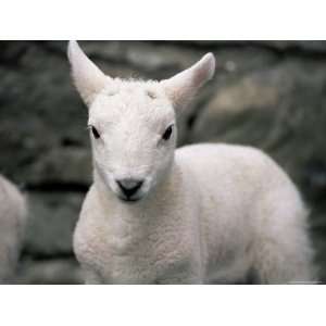 Lamb, Near Broadford, Isle of Skye, Highland Region, Scotland, United 