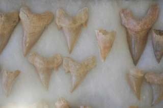 LOT OF 101 OTODUS OBLIQUUS FOSSIL SHARK TOOTH FROM MOROCCO  