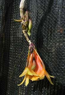  chysopterum hybrid PEACH   rare orchid IN BLOOM WITH BUDS  