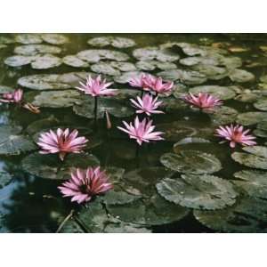 Beautiful Pink Lotus Water Lilies Bloom in a Canal in 