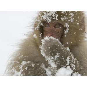  Big Eyed, Snow Covered Baby Snow Monkey (Macaca Fuscata 