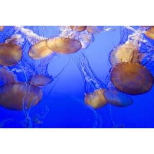  Black Sea Nettle Jellyfish at Monterey Bay Aquarium by 