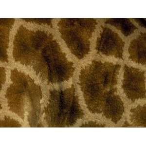 Close Up of Coat Pattern of Giraffe (Giraffa Camelopardalis), Etosha 