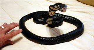 Big Cobra Snake Replica MOUNT  Fierce  