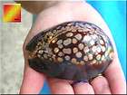 Humpback Cowrie Shell (Cypraea Mauritiana) 2.5   3