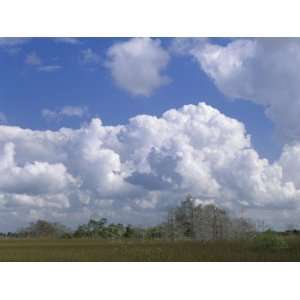  Hardwood Hammock of Dwarf Cypress Trees, Everglades 