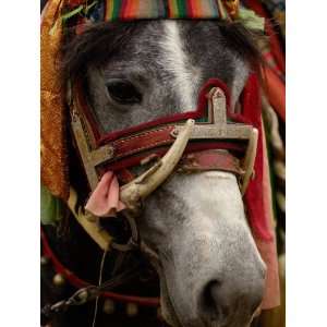  Horse at the Horse Racing Festival, Zhongdian, Deqin 