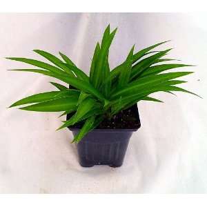  Shamrock Spider Plant   Easy to Grow   Cleans the Air   4 