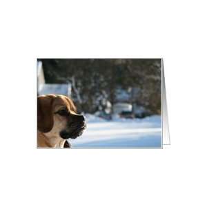 Puggle Puppy in Snow   Note Card Card Health & Personal 