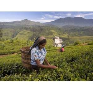  Women Tea Pickers, Tea Hills, Hill Country, Nuwara Eliya, Sri Lanka 