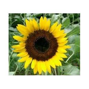 Todds Seeds   Sunflowers   Lemon Queen Sunflower Seed, Sold by the 