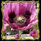 oz california poppy ballerina mix bulk wildflower seeds returns