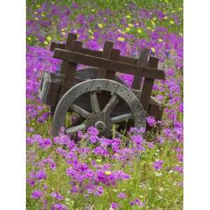  in Field of Phlox, Blue Bonnets, and Oak Trees, Near Devine, Texas 