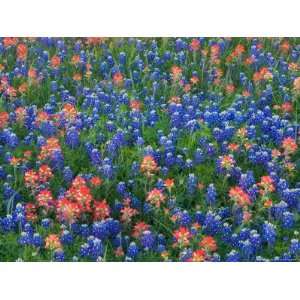 Blue Bonnets and Paint Brush in Texas Hill Country, USA Photographic 