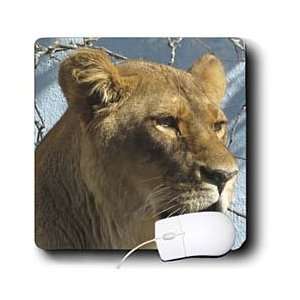  Jackie Popp Nature N Wildlife animals   Female Lion 